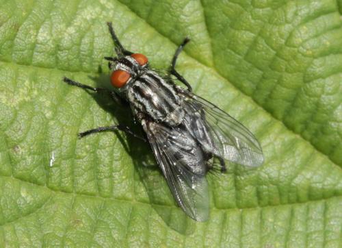 Sarcophaga sp.